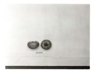 Click for 1 image(s) for this accession. FRUIT